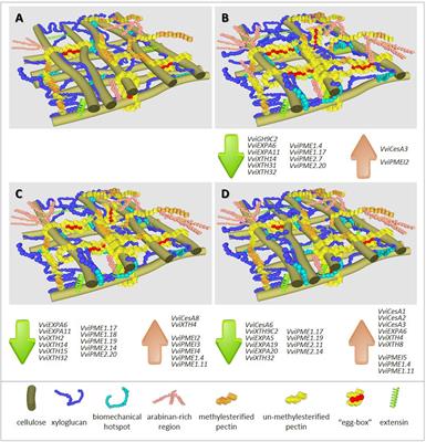 How the Depletion in Mineral Major Elements Affects Grapevine (Vitis vinifera L.) Primary Cell Wall